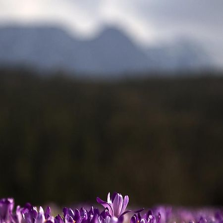Willa Na Potoku Zakopane Eksteriør bilde