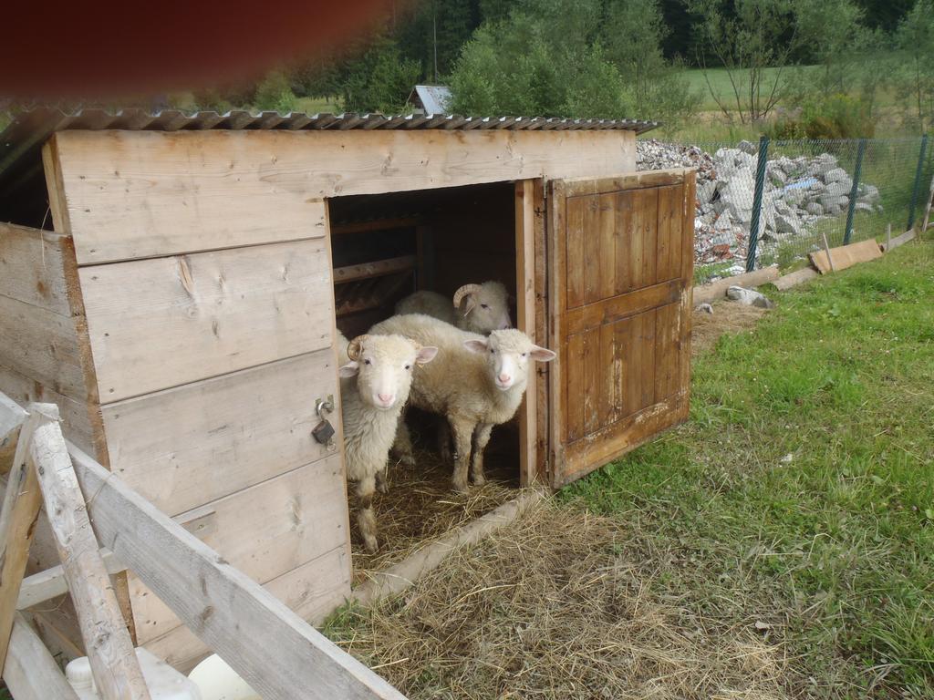 Willa Na Potoku Zakopane Eksteriør bilde