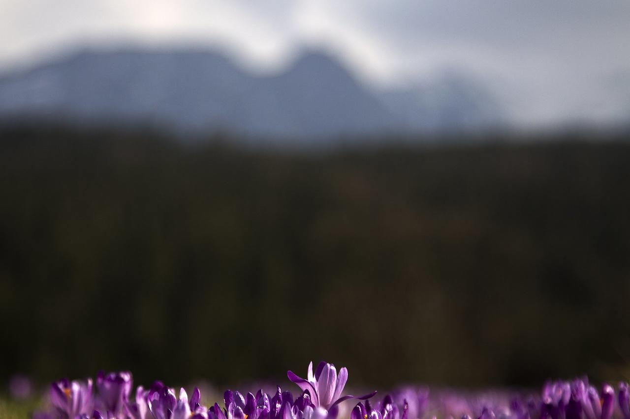 Willa Na Potoku Zakopane Eksteriør bilde