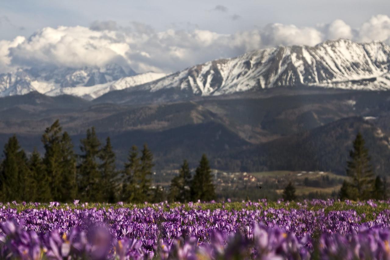 Willa Na Potoku Zakopane Eksteriør bilde
